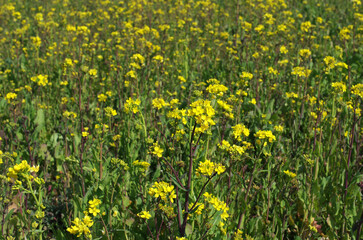 今年も春がやってきた。菜の花が春の訪れを告げている。日本の原風景がここにはある。一面黄色に包まれた川の畔。空には青空が広がっている。私は川の傍らに自転車を止めて、草の上に寝転んだ。菜の花の微かな香りが漂っていた。幸せなひととき。世界の国々が紛争を起こすことなく、このような穏やかな平和な時を共有することはできないのか。