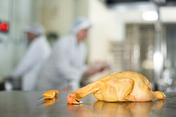 Raw dressed chicken lying with knife on stainless steel cutting table in meat processing workshop...