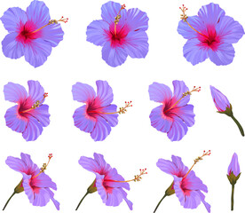 Vector hibiscus flower set. Realistic bright flower for decoration. Paradise flower blue, purple