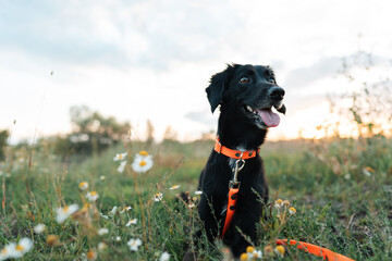 A funny smiling dog in an orange collar lies in a chamomile field and rests after a walk.
