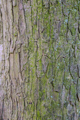 tree bark texture