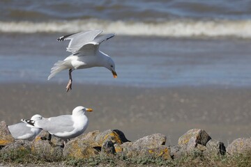 Fototapeta na wymiar seagull is landing 