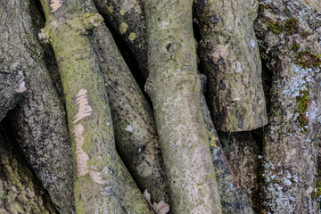 Log texture