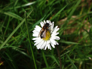 Fototapeta premium Female short-fringed mining bee (Andrena dorsata) resting on a white daisy