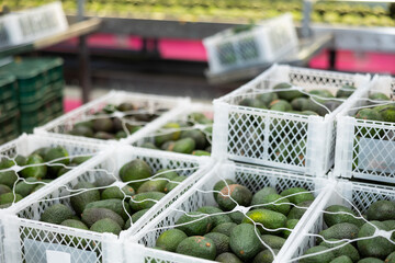 Stacks of plastic boxes with selected ripe Hass avocados in fruit and vegetable storage warehouse