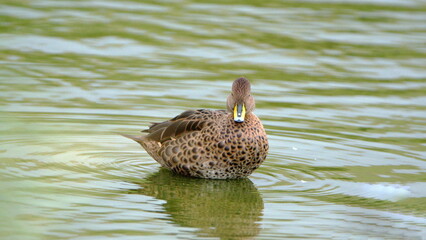 South Georgia pintail (Anas georgica georgica) in a pond at Salisbury Plain, South Georgia Island
