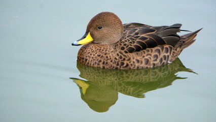 Fototapeta premium South Georgia pintail (Anas georgica georgica) swimming in a pond at Salisbury Plain, South Georgia Island