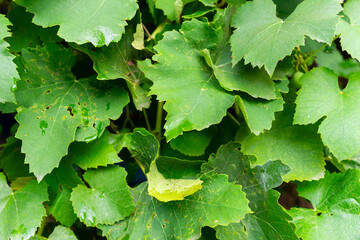 Large green grape leaves. Natural background of grape leaves.