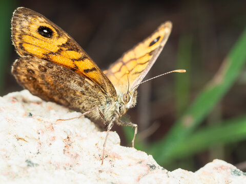 Lasiommata megera
