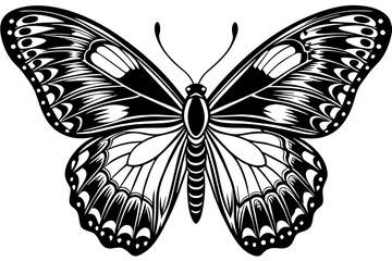 A realistic Butterfly  silhouette  vector art illustration