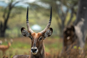 Impala antelope in Kenya safari