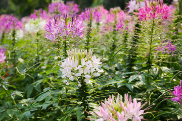 Cleome spinosa flower in the park