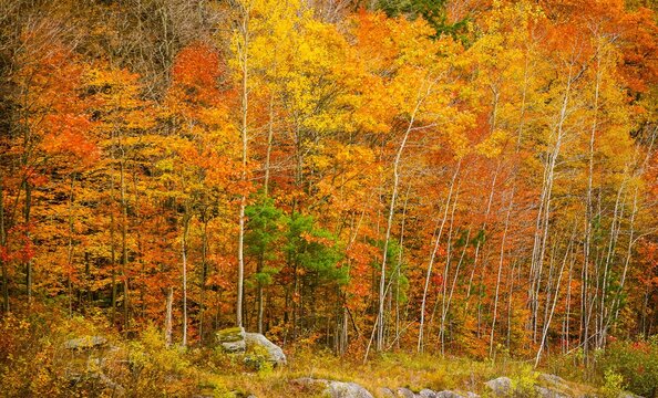 Fall color trees on a rural hillside in the appalachian mountains