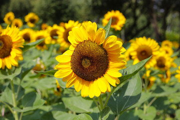 Blooming sunflower fields. Beautiful yellow flower