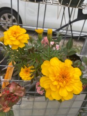 Yellow Rose in Metal Basket