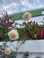 White Rose Growing Up