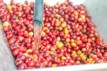 washing ripe coffee for pulping