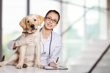 Veterinarians doctors examination of a cute domestic dog