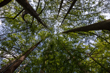 Through the Trees
