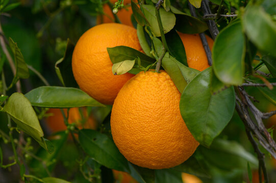 orange tree branches with ripe juicy fruits. natural fruit background outdoors. 3