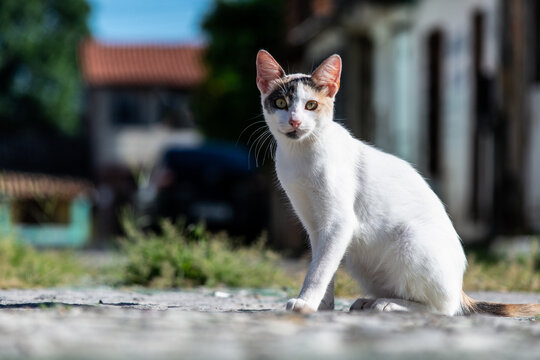 White stray cat observing the place. Cat photo, sick.