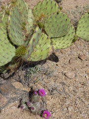 Cactus désert Arizona Etats-Unis