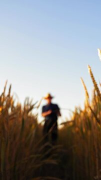 Agricultural business. Yellow wheat under the clear sky. Ripe field with spikelets on the blur background of a farmer walking and inspecting wheat. Vertical video