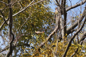 japanese waxwing in a forest