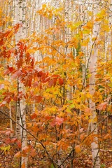 Zelfklevend Fotobehang Forest of birch trees showing autumn colors, Acadia National Park, Maine. © Bob