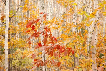 Foto op Plexiglas Forest of birch trees showing autumn colors, Acadia National Park, Maine. © Bob