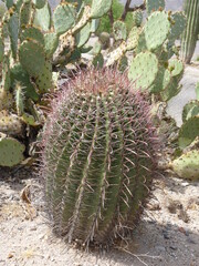 Cactus désert Arizona Etats-Unis