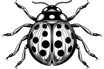 A realistic Ladybug  silhouette  vector art illustration