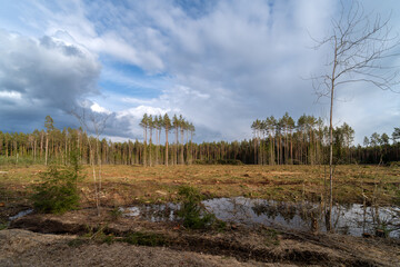 logging in conifer forests in Latvia