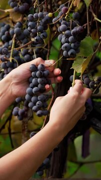 Harvesting grapes. Female hands plucking bunches of grapes from the vine tree. Harvest season of ripe grapes. Vertical video
