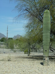 Paysage d&eacute;sert cactus Arizona Etats-Unis