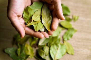Holding green bay leaves. Close up. 