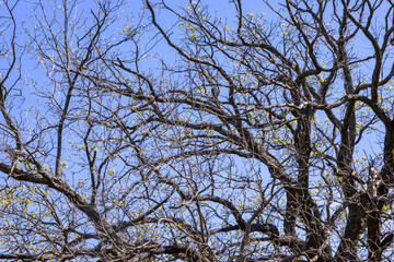 tree branches against blue sky