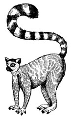 Ring tailed lemur engraving PNG illustration with transparent background © Oleksandr Pokusai