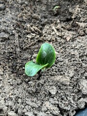Tiny zucchini seedling