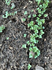 Tiny Cauliflower seedlings only a few days old