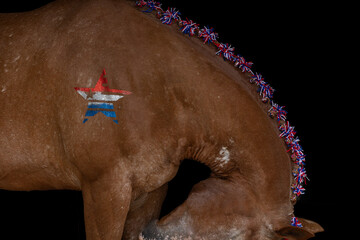Patriotic Horse with red white and blue star with glitter