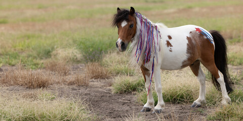 Patriotic Miniature Horse USA Patriotic Horse with red white and blue braids and glitter star flag