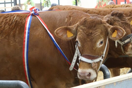 Vache française de la race bovine limousine, primée lors du concours général agricole du salon de l’agriculture à Paris, avec un ruban bleu blanc rouge (France)