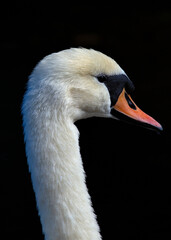 Fototapeta premium Mute Swan (Cygnus olor) - Europe & Asia, introduced to North America & other regions