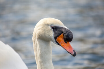 Mute Swan (Cygnus olor) - Europe & Asia, introduced to North America & other regions