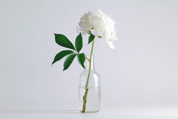 Elegantly simple white peony placed in a slender glass bottle, with a minimalist white background amplifying the floral beauty