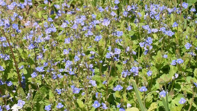 Big field of blue wildflower woodland Forget-me-not Myosotis sylvatica