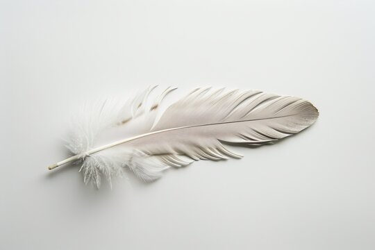 A pristine white feather lying on a pure white background, captured in high resolution and perfect for minimalistic concepts