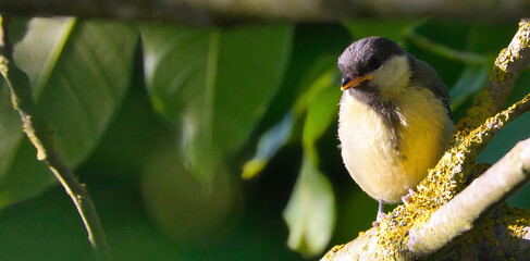 Willow tit (Parus palustris) in a tree