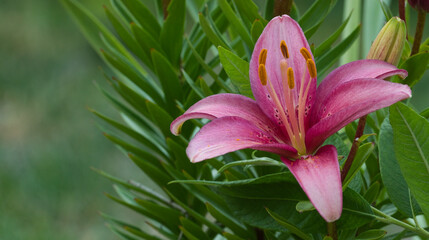 Beautiful pink lily flower on green leaves background, closeup